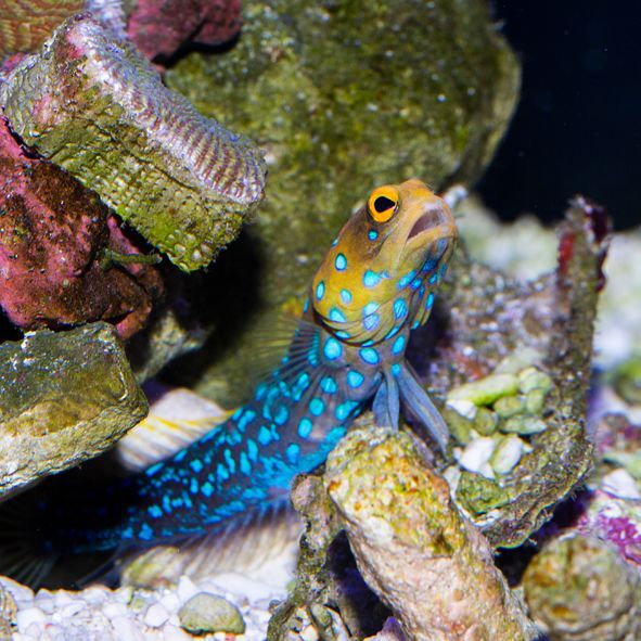 Blue Spot Jawfish