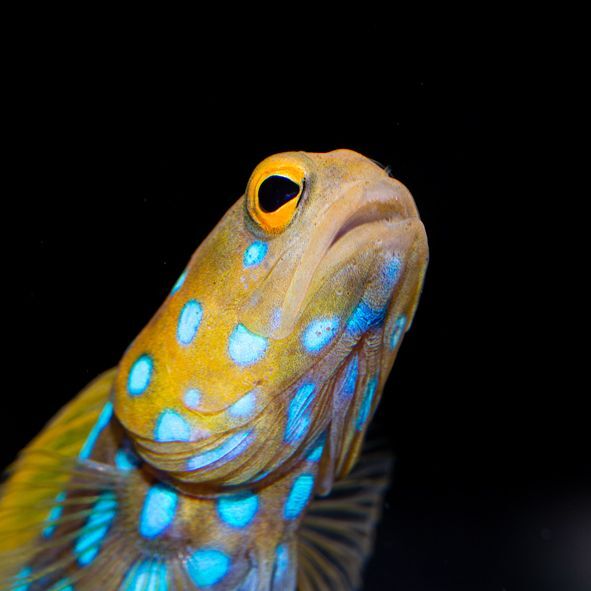 Blue Spot Jawfish