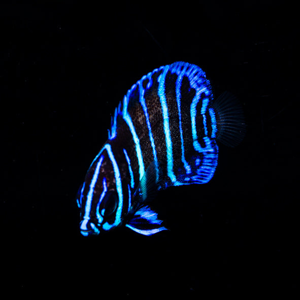 Blueface Angelfish Juvenile