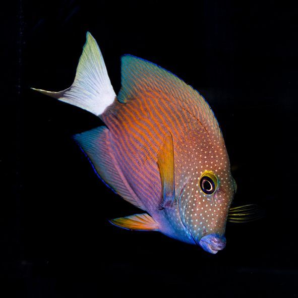 White Tail Bristletooth Tang