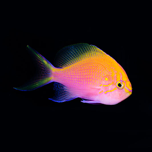 Fathead Sunburst Anthias