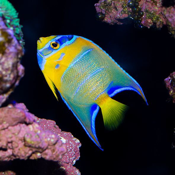 Queen Angelfish