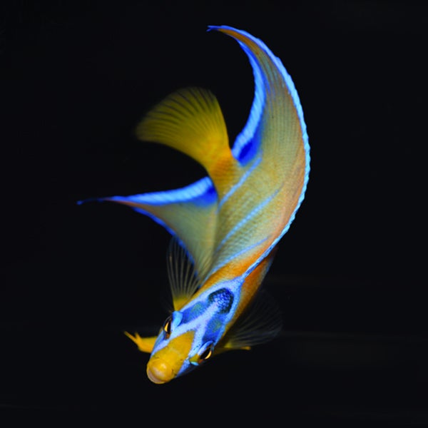 Queen Angelfish