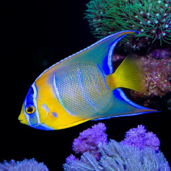 Queen Angelfish