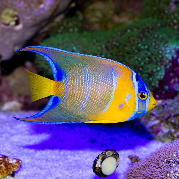 Queen Angelfish