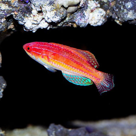 Diamond-Tail Flasher Wrasse Initial Phase