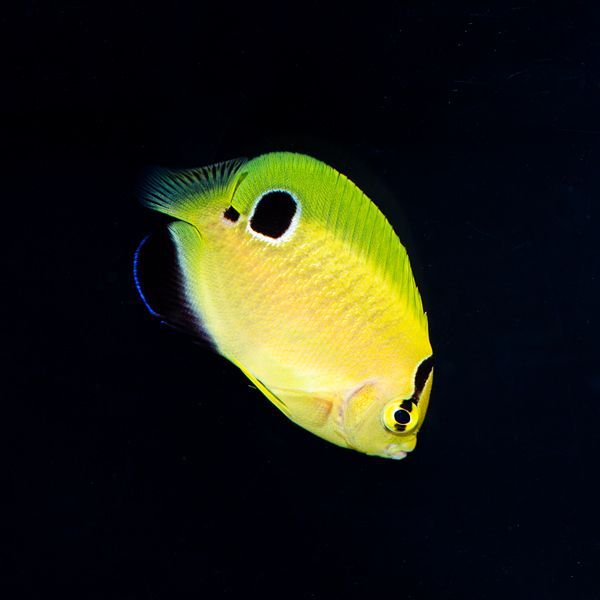 Captive Bred Goldflake Angelfish Juvenile (BA)