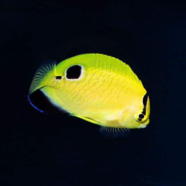 Captive Bred Goldflake Angelfish Juvenile (BA)