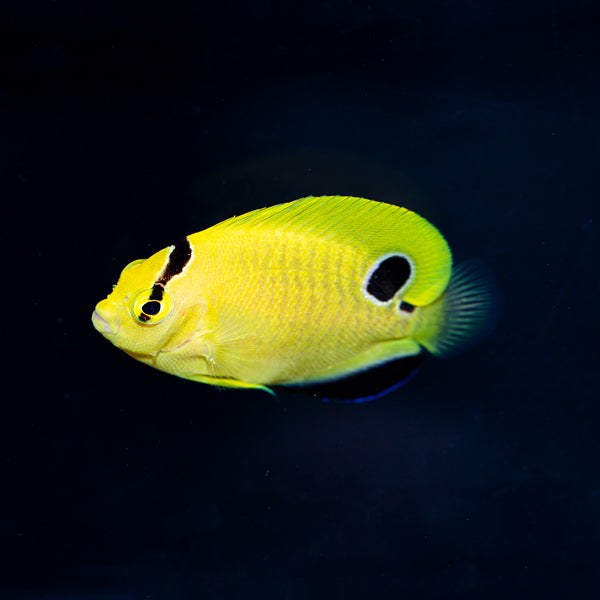 Captive Bred Goldflake Angelfish Juvenile (BA)