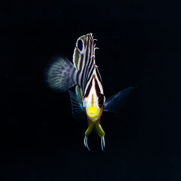 Captive Bred Multibar Angelfish (BA)