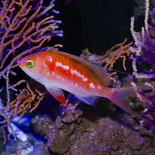 Japanese Cherry Anthias Male