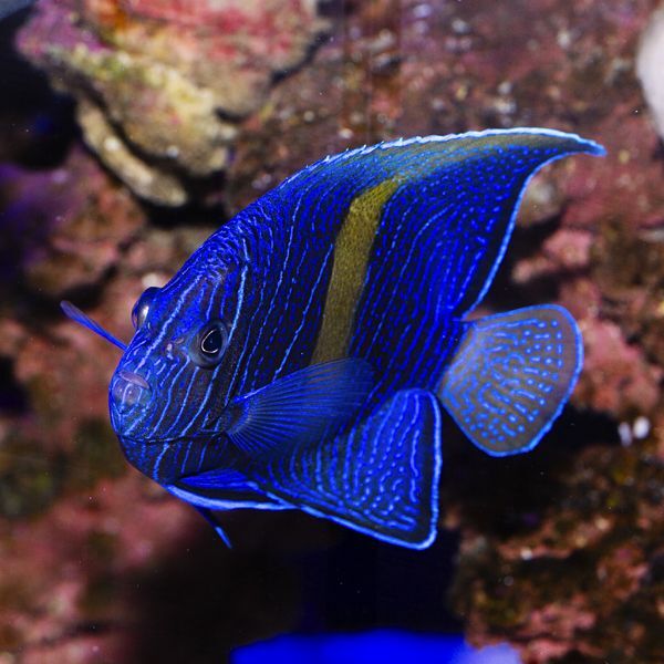 Maculosus Angelfish