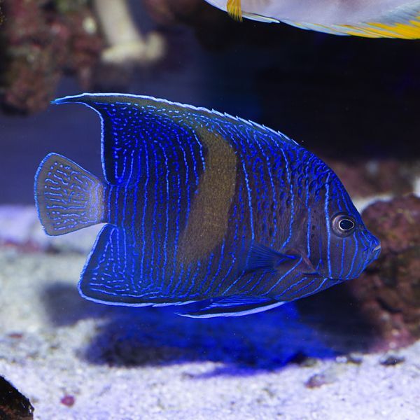 Maculosus Angelfish