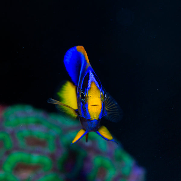 West African Angelfish Juvenile