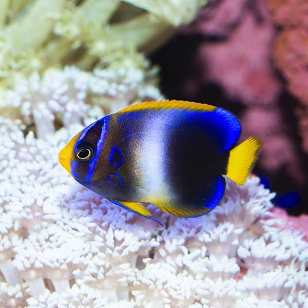 West African Angelfish Juvenile