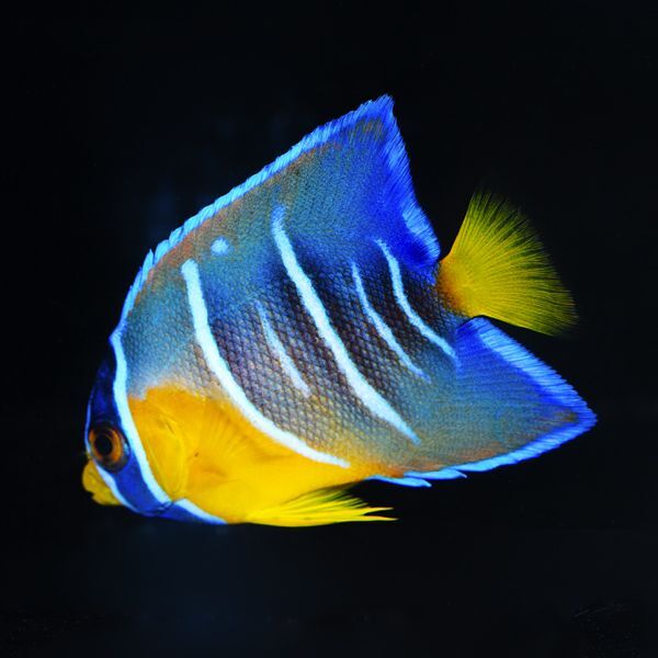 Blue Angelfish Juvenile