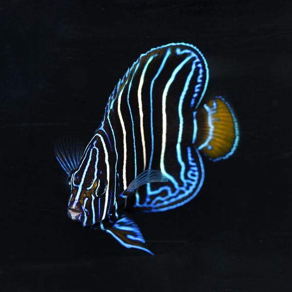 Chrysurus Angelfish Juvenile