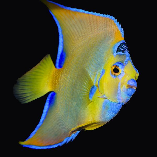 Queen Angelfish