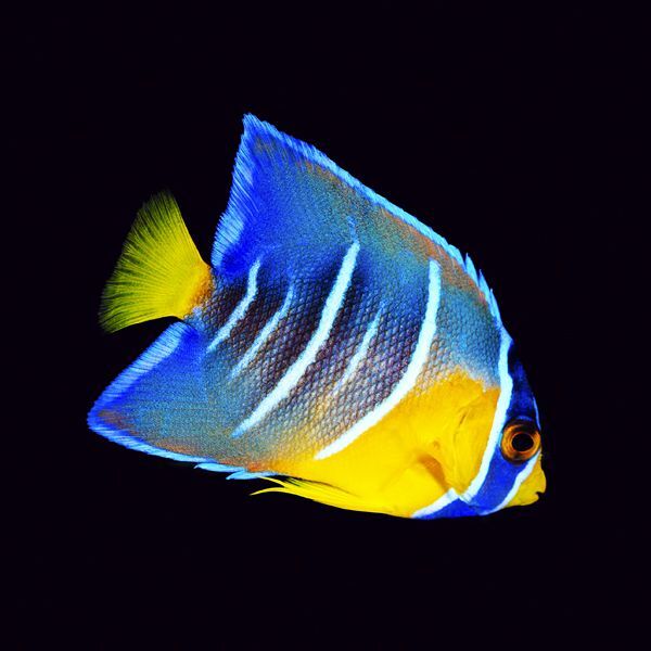 Blue Angelfish Juvenile