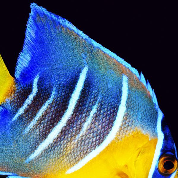 Blue Angelfish Juvenile