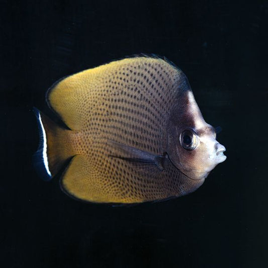 Black Spotted Butterflyfish