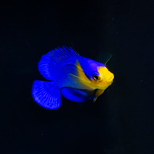 Captive Bred Venustus Angelfish (BA)