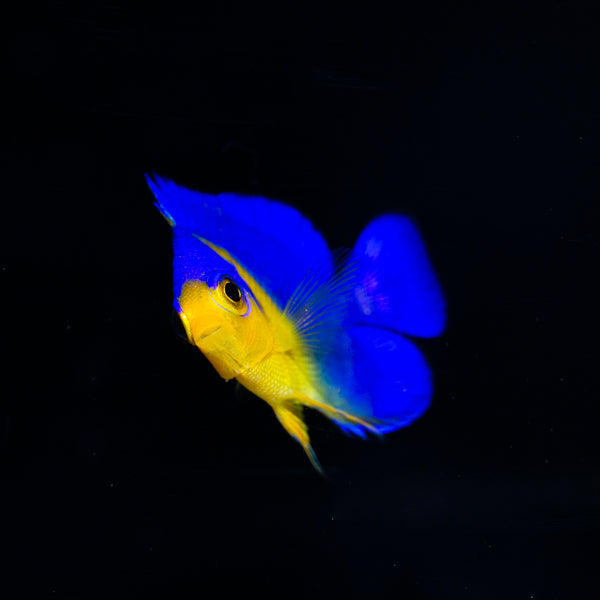 Captive Bred Venustus Angelfish (BA)