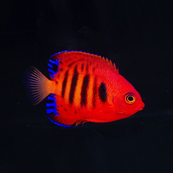 Flame Angelfish