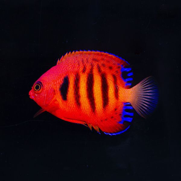 Flame Angelfish