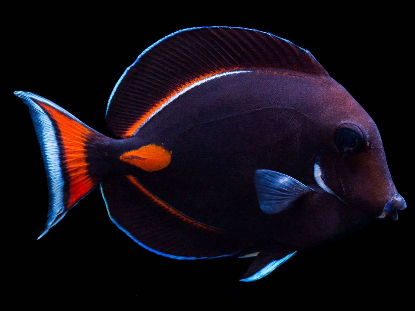 Achilles Tang