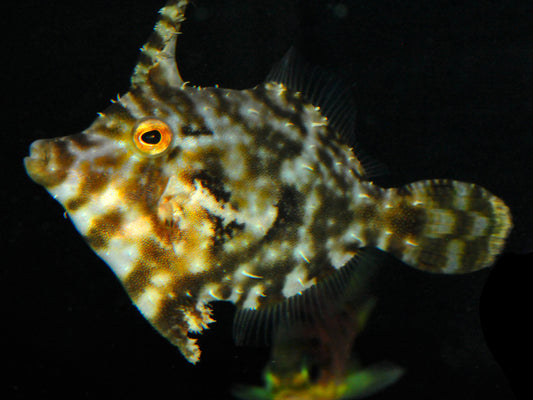 Aiptasia Eating Filefish