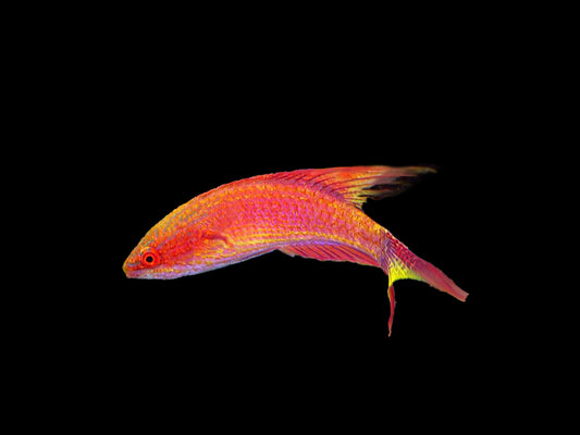 Bell's Flasher Wrasse