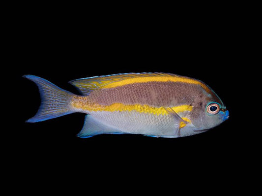 Bellus Angelfish Male