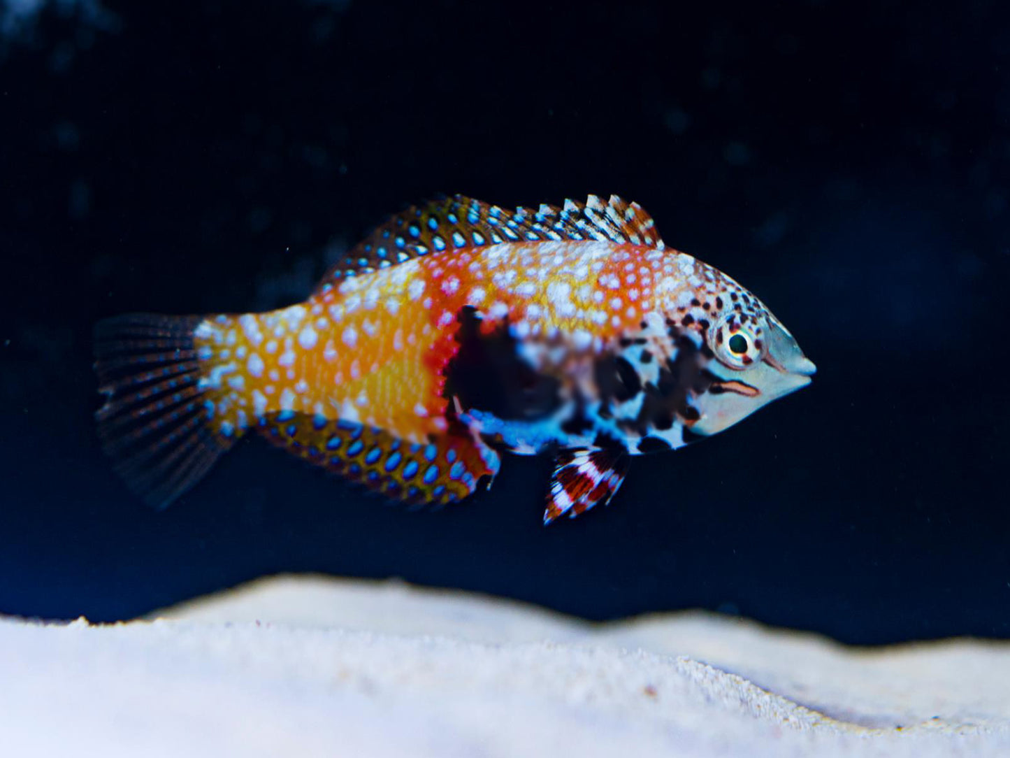 Blue Star Leopard Wrasse