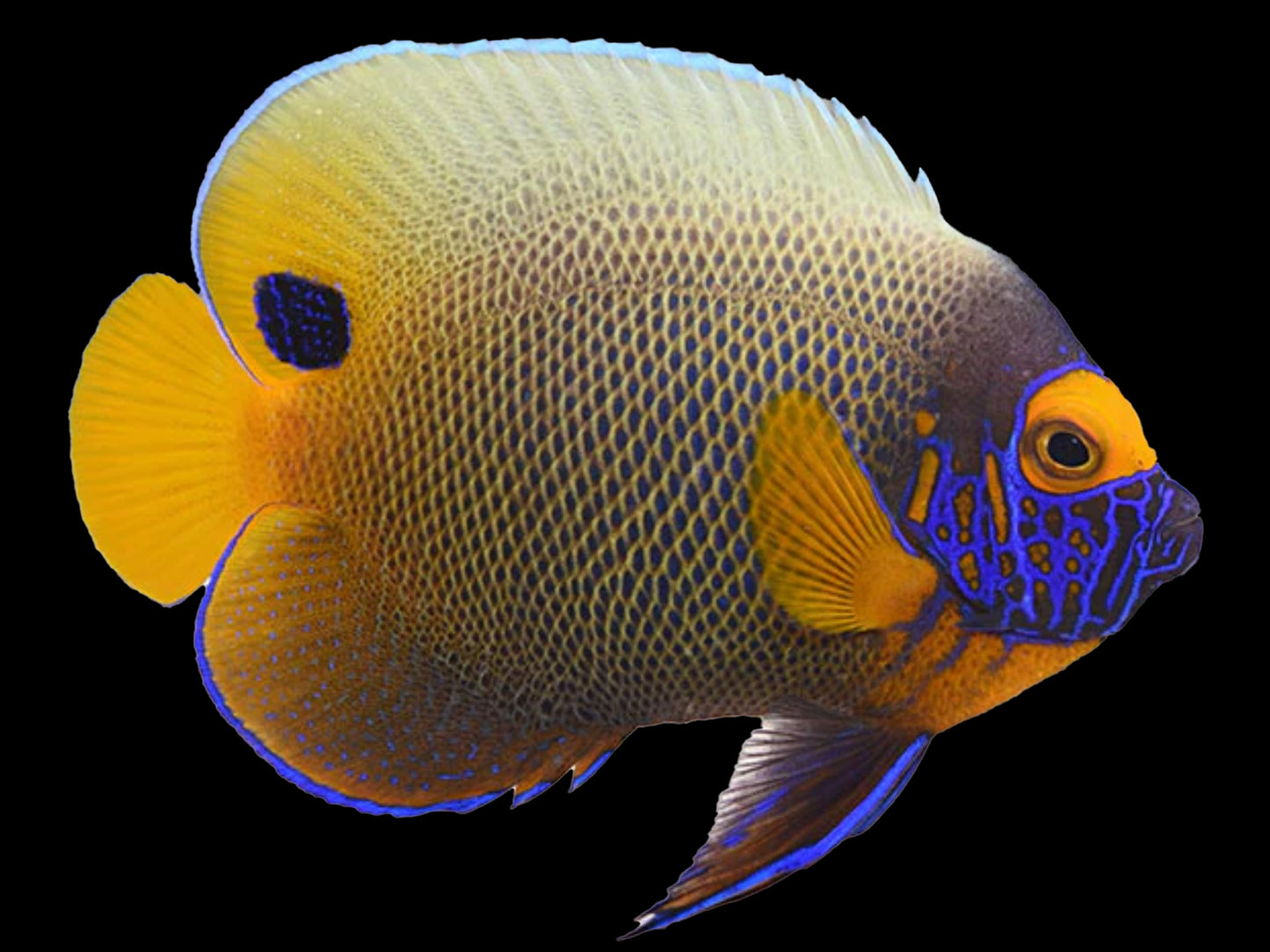 Blueface Angelfish Adult