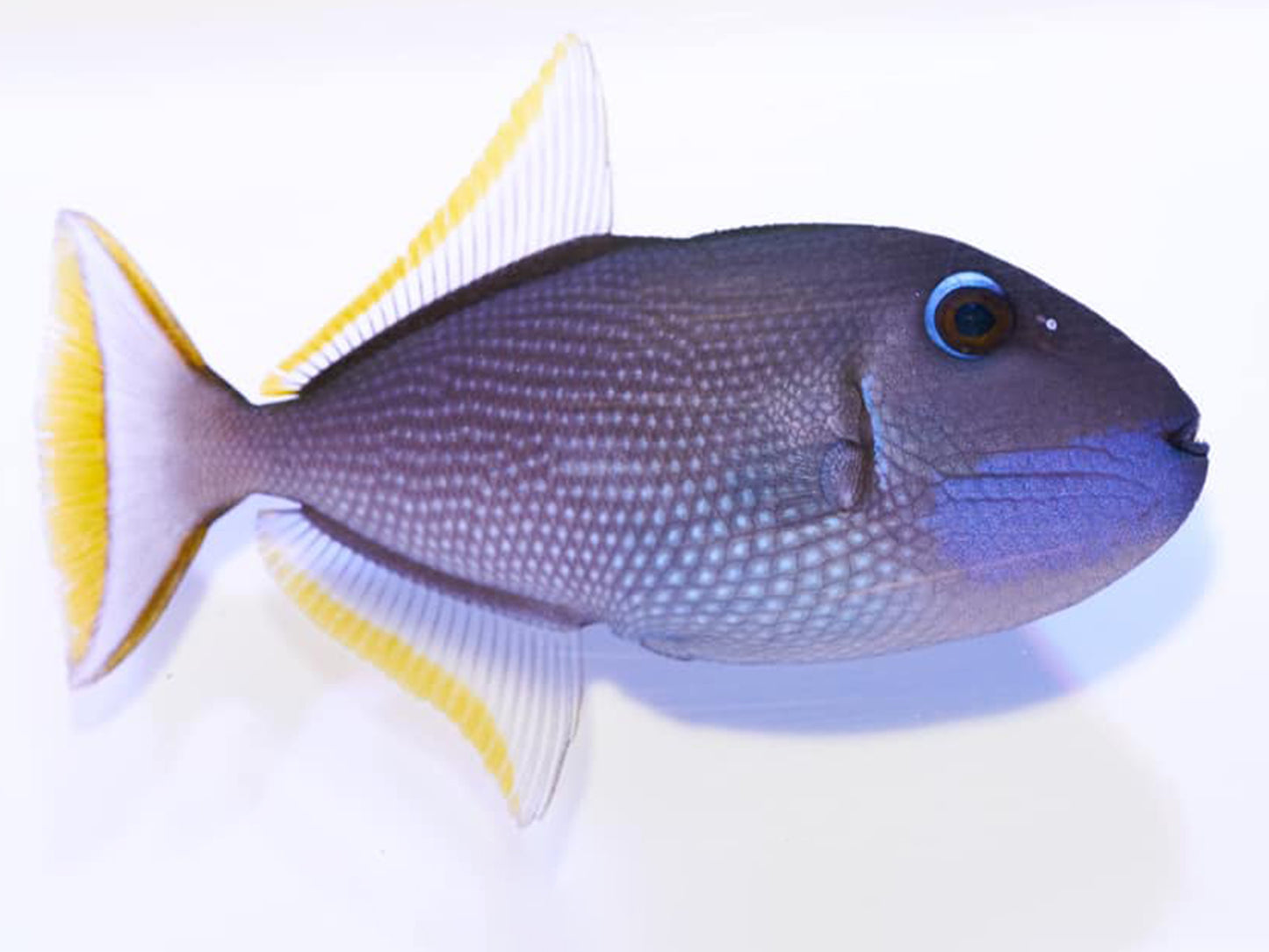 Blue Throat Triggerfish