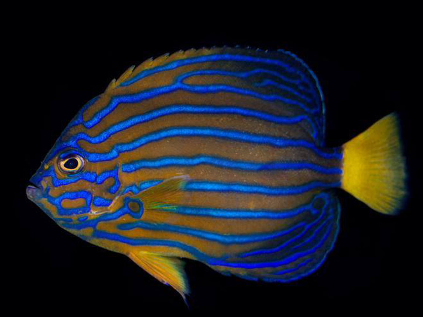 Blue Line Angelfish