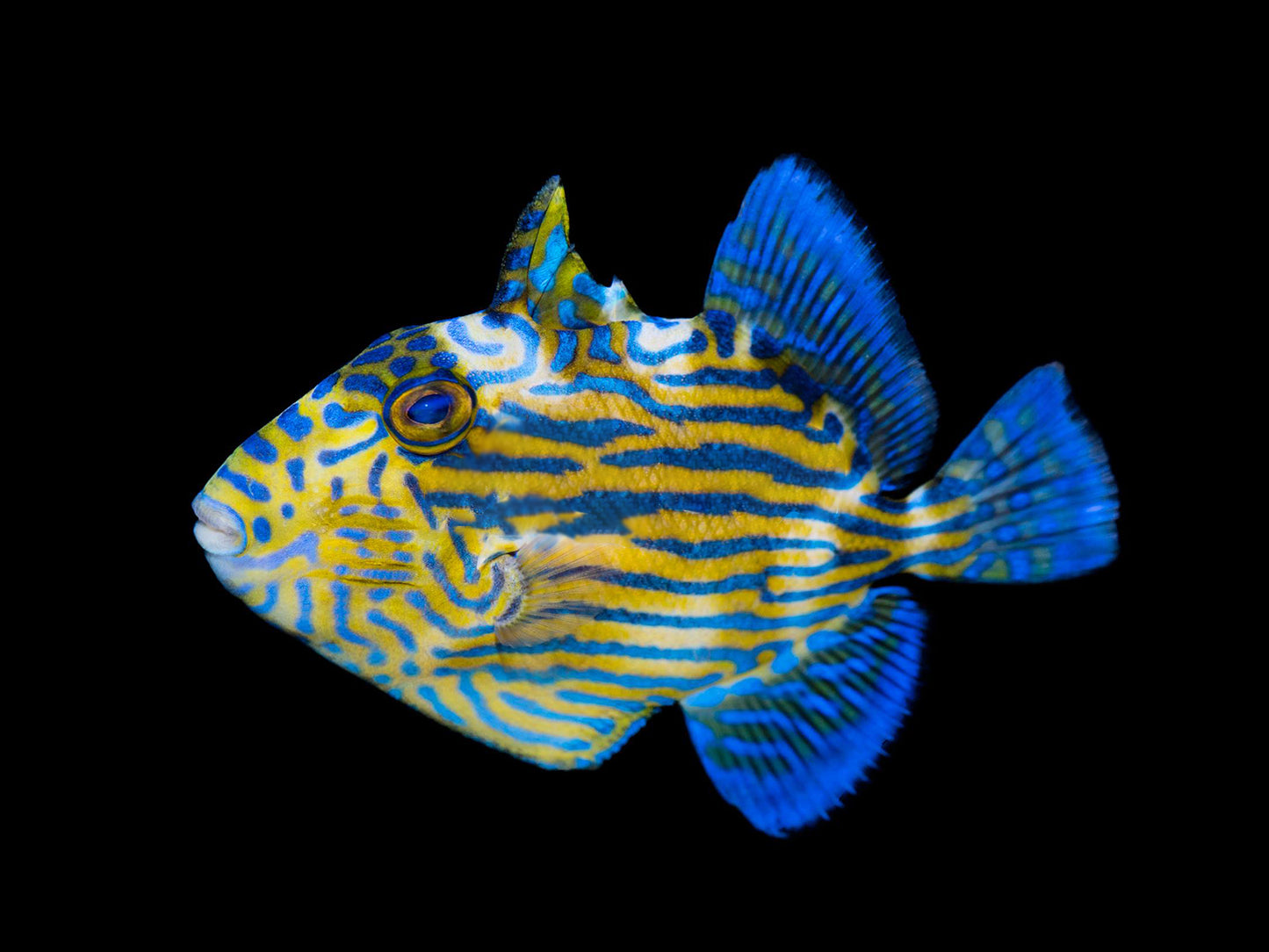 Blue Line Triggerfish