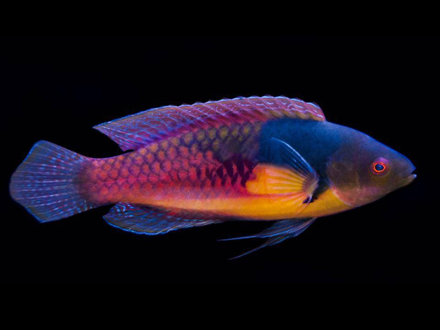 Blue Side Fairy Wrasse