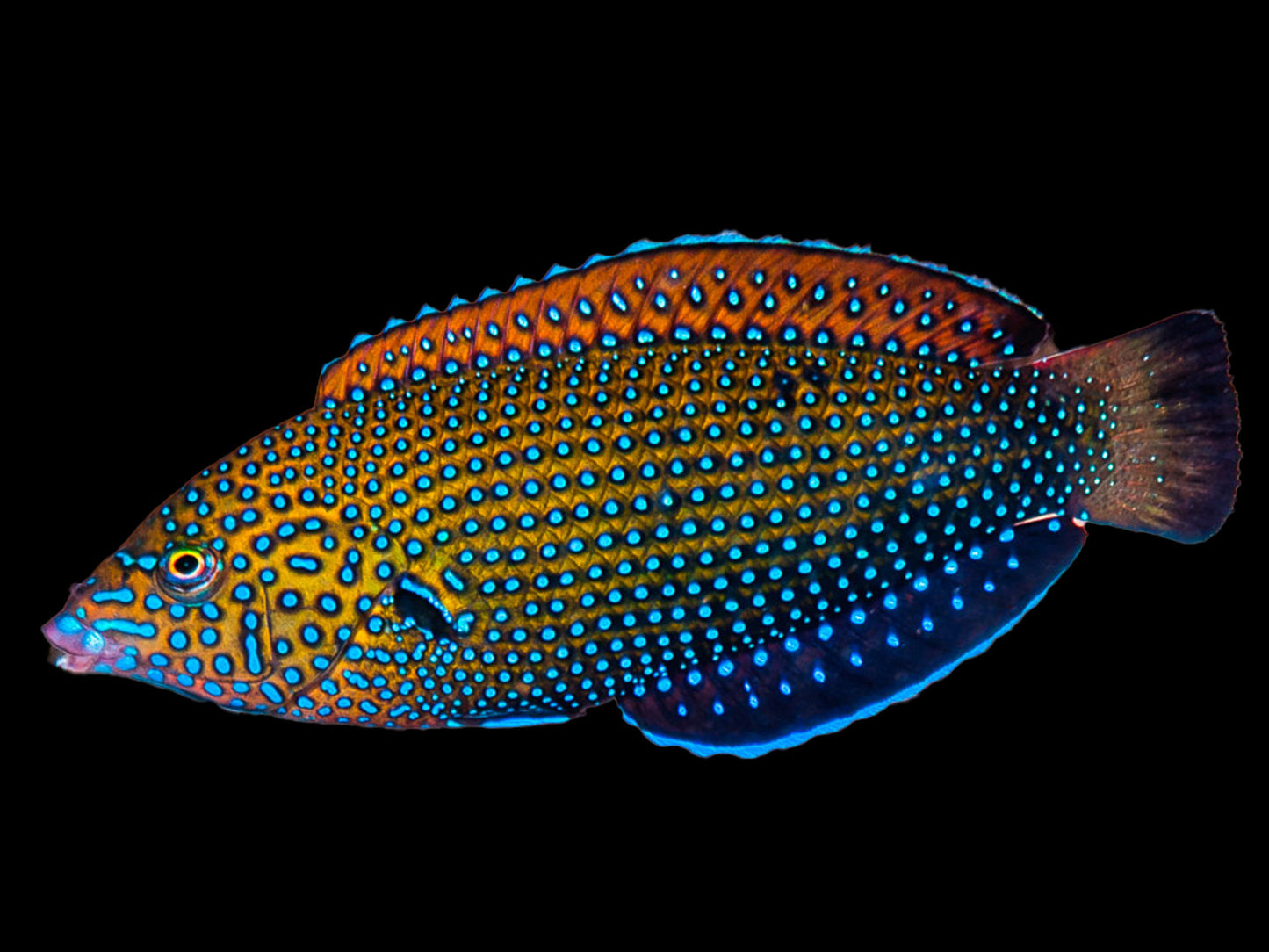 Blue Spotted Tamarin Wrasse