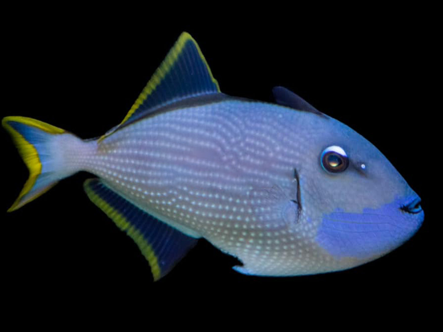 Blue Throat Triggerfish