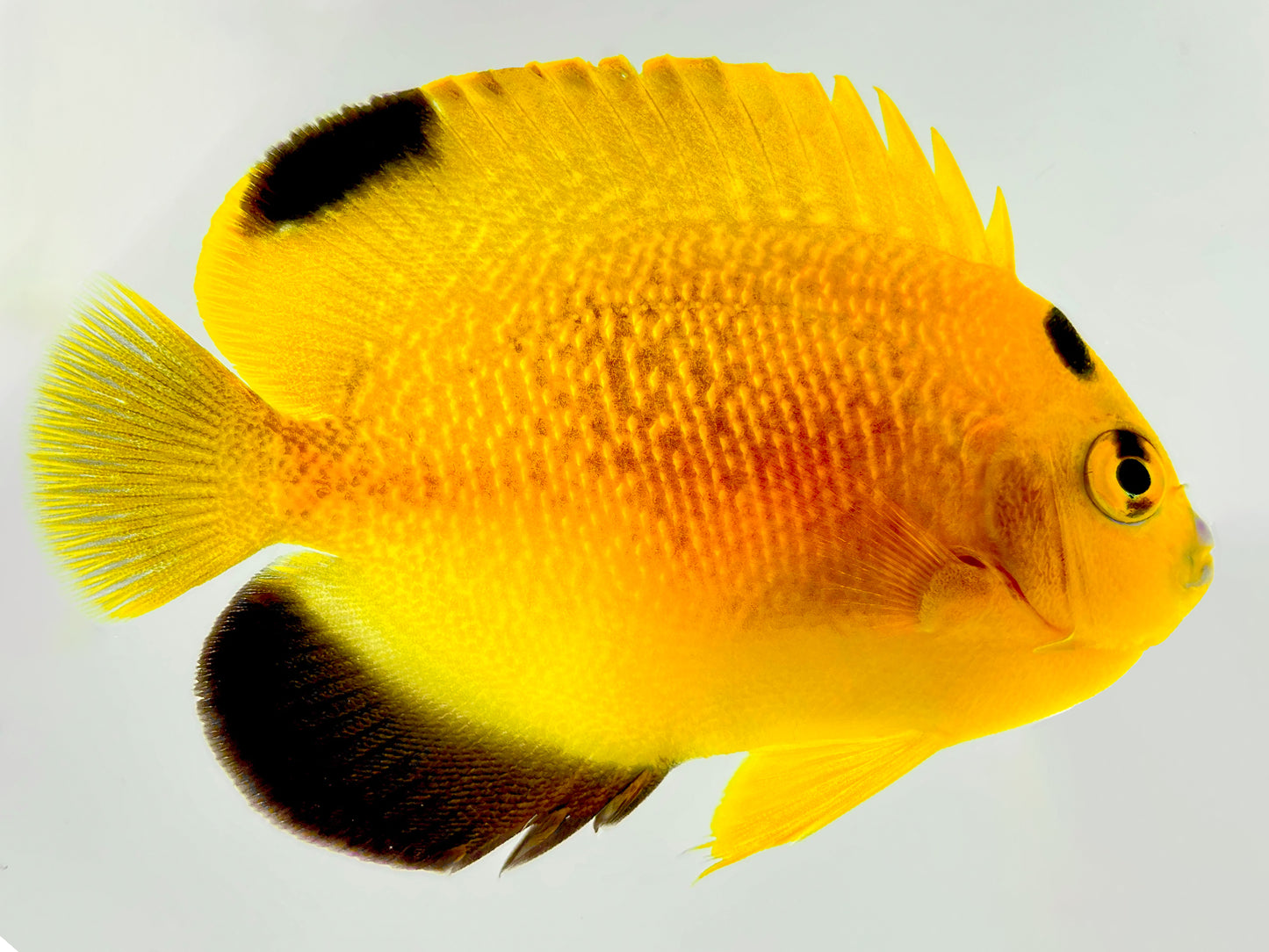 Captive Bred Goldflake Angelfish Adult (BA)