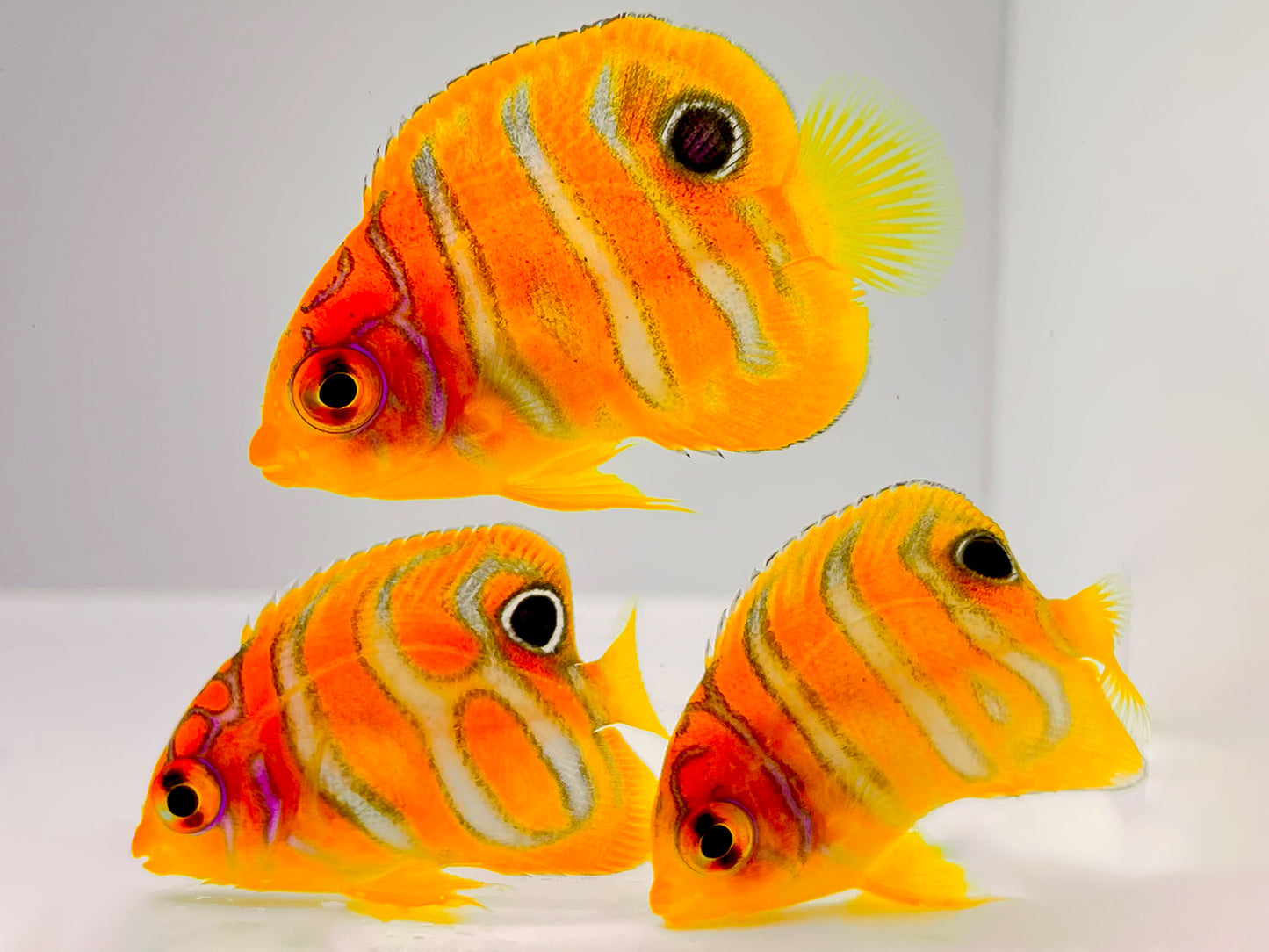 Captive Bred Regal Angelfish (BA)