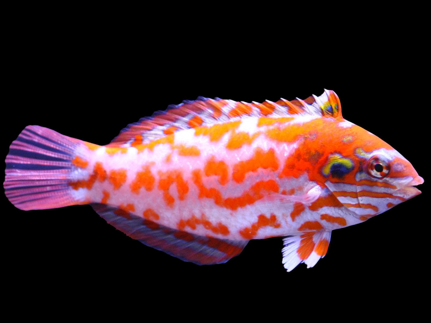 Choat's Red Leopard Wrasse