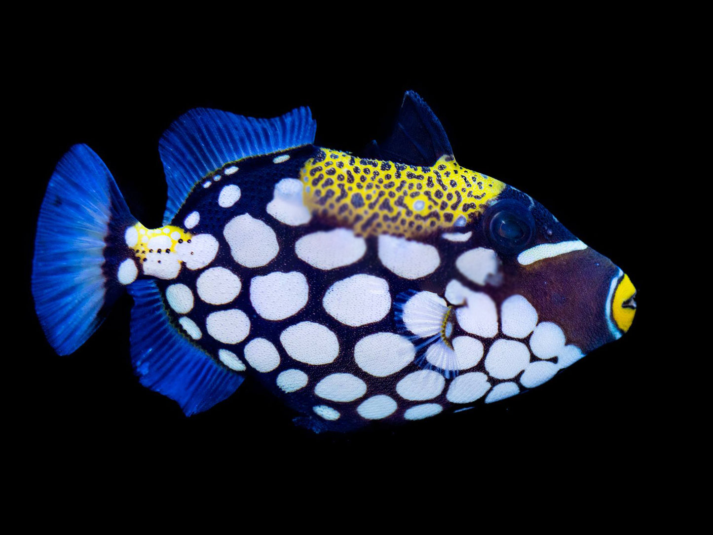 Clown Triggerfish