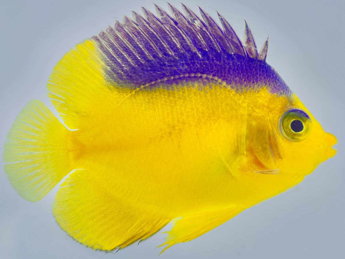 Colin's Angelfish