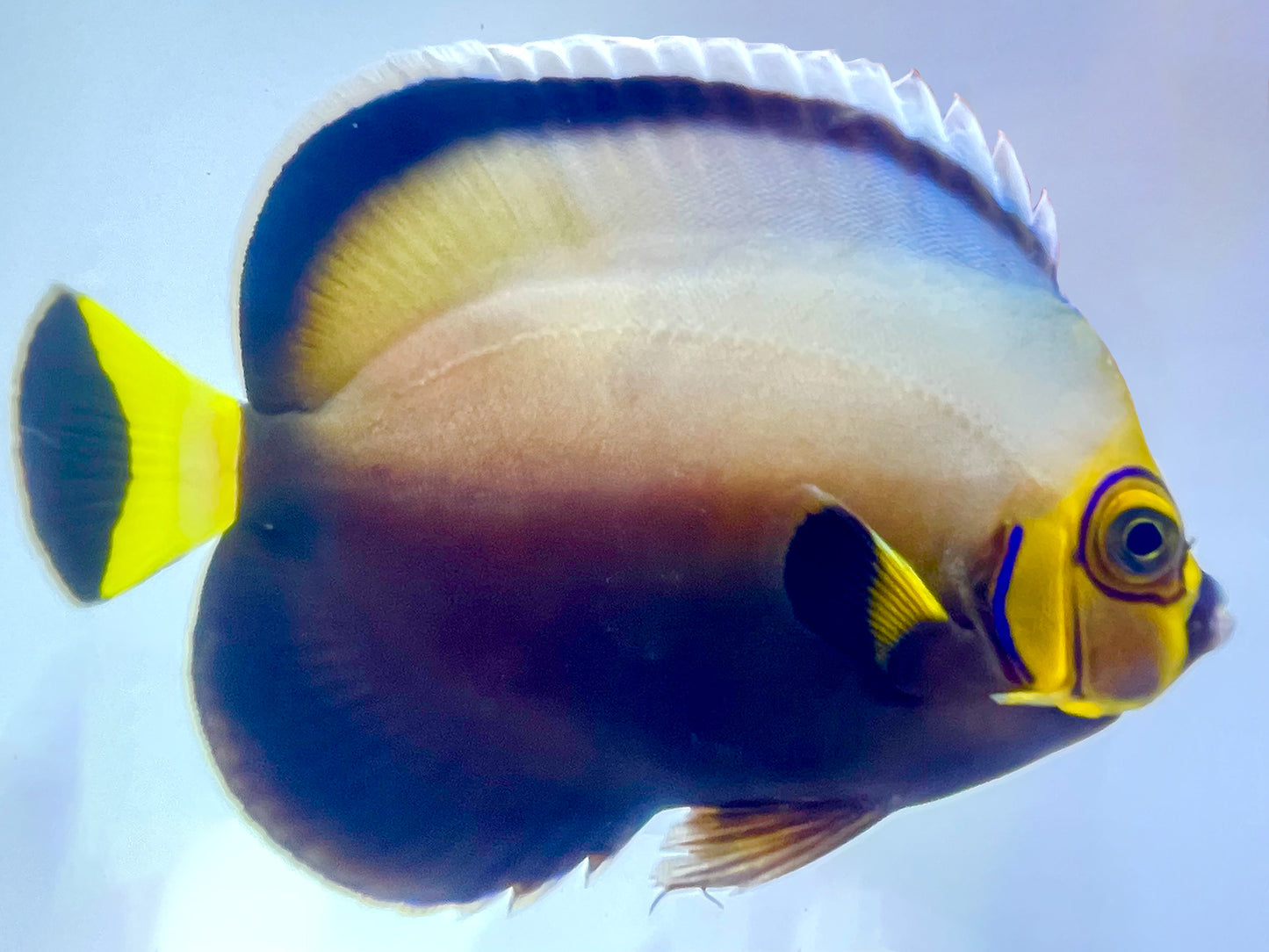 Wild Conspicuous Angelfish