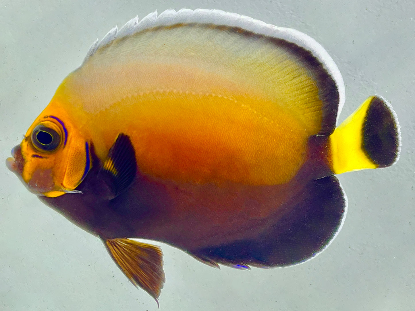 Wild Conspicuous Angelfish