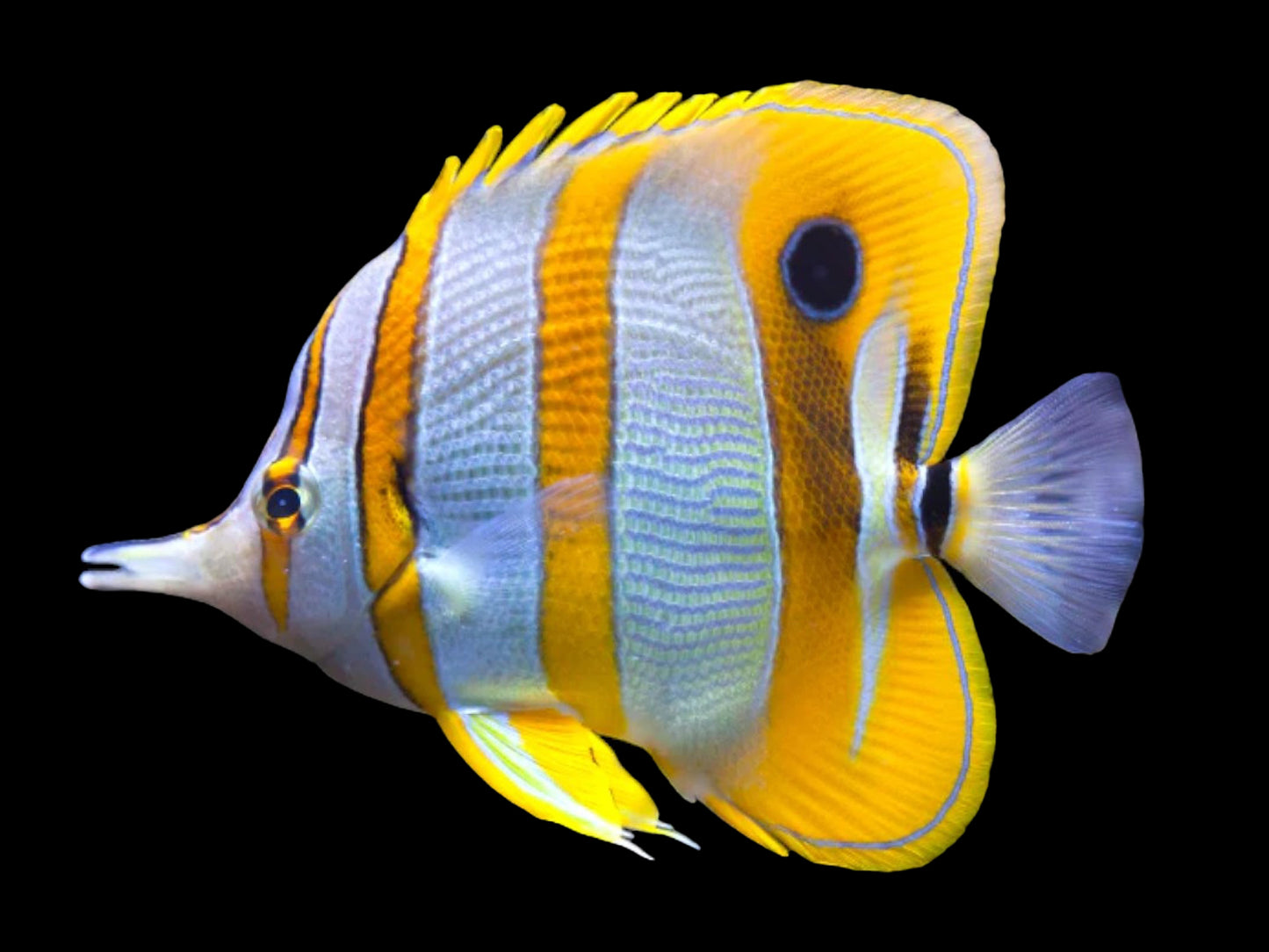 Copperband Butterflyfish