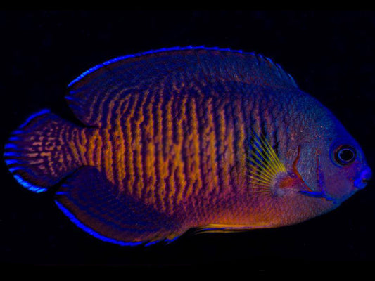 Coral Beauty Angelfish